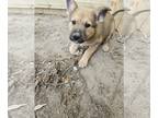 German Shepherd Dog PUPPY FOR SALE ADN-795196 - GSD Pup needs good home
