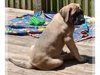 Mastiff PUPPY FOR SALE ADN-795214 - AKC English Mastiff