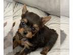 Yorkshire Terrier PUPPY FOR SALE ADN-795216 - AKC Puppies
