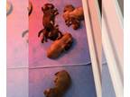 Dachshund PUPPY FOR SALE ADN-795219 - Short and medium haired dachshunds