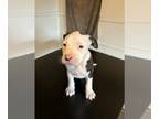 American Bully PUPPY FOR SALE ADN-795220 - American Bully English blue lines
