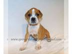 Boxer PUPPY FOR SALE ADN-795222 - Great quality AKC registered Boxer puppies