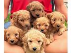 Goldendoodle (Miniature) PUPPY FOR SALE ADN-795223 - Mini F1b Goldendoodle RED