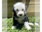 Old English Sheepdog PUPPY FOR SALE ADN-795232 - Male 2