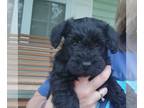 Schnoodle (Miniature) PUPPY FOR SALE ADN-795236 - Schnoodle Puppies