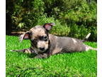 Chiweenie PUPPY FOR SALE ADN-795238 - Chiweenie Puppies