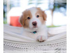 Border Collie PUPPY FOR SALE ADN-795255 - Austin Gold and White Male Border