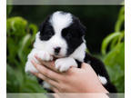 Border Collie PUPPY FOR SALE ADN-795258 - Cloud Black and White Male Border
