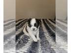 Chihuahua PUPPY FOR SALE ADN-795260 - Ckc registered longcoat chihuahua puppy