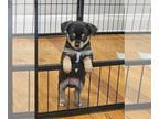 Chihuahua PUPPY FOR SALE ADN-795262 - Ckc registered shortcoat chihuahua puppy