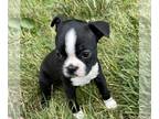 Boston Terrier PUPPY FOR SALE ADN-795265 - Boston Terrier puppies