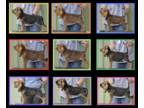 Bloodhound PUPPY FOR SALE ADN-795267 - Preservation Bred Bloodhounds