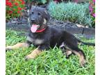 German Shepherd Dog PUPPY FOR SALE ADN-795280 - Registered GSD Puppies