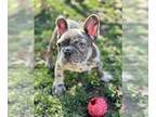 French Bulldog PUPPY FOR SALE ADN-795282 - French Bulldog MERLE GIRL