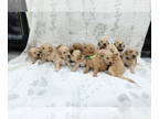 Golden Retriever PUPPY FOR SALE ADN-795283 - Roland Family Puppies