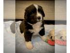 Bernefie (pronounced burn-ah-fee) PUPPY FOR SALE ADN-795285 - Bernefie Puppies