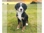 Bernese Mountain Dog PUPPY FOR SALE ADN-795286 - AKC Bernese Puppies
