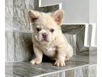 French Bulldog PUPPY FOR SALE ADN-795295 - CREAM FLUFFY MALE