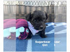 Poodle (Toy)-Yorkshire Terrier Mix PUPPY FOR SALE ADN-795322 - Yorkiepoo puppies