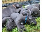 Cane Corso PUPPY FOR SALE ADN-795347 - Blue ICCF registered Champion bloodlines