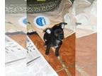 Chihuahua PUPPY FOR SALE ADN-795352 - Mister Man