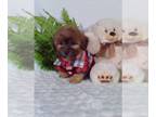 ShihPoo PUPPY FOR SALE ADN-795357 - Nice litter of Shih poos