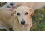 Adopt Manatee a Italian Greyhound, Mixed Breed