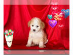Maltipoo PUPPY FOR SALE ADN-795374 - ABSOLUTELY ADORABLE MALTIPOO PUPS
