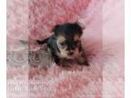 Morkie PUPPY FOR SALE ADN-795383 - Purebred Cross Tricolor Teacup or Toy Female