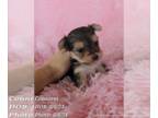 Morkie PUPPY FOR SALE ADN-795384 - Purebred Cross Tricolor Teacup or Toy Female