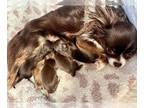 Chihuahua PUPPY FOR SALE ADN-795394 - AKC long coat chihuahua