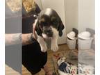 Basset Hound PUPPY FOR SALE ADN-795397 - ORANGE COLLAR