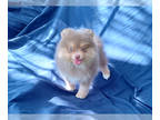 Pomeranian PUPPY FOR SALE ADN-795400 - Rare Lavender Pomeranian Puppy Male with