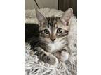 Adopt Tilly a Domestic Short Hair