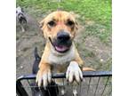 Adopt River a Black Mouth Cur, Mixed Breed
