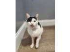 Adopt Susan B Anthony a Domestic Short Hair