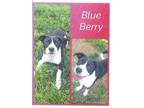 Adopt Blueberry a Terrier, Border Collie