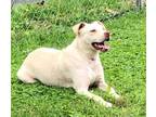 Adopt Bristol a Terrier, Labrador Retriever