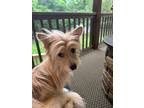 Adopt Vixey a Chinese Crested Dog, Papillon