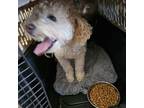 Adopt Lucy a Poodle