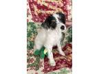 Adopt Georgette a Jack Russell Terrier