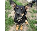 Adopt Firefly a Shepherd