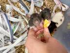 Adopt Feta a Rat