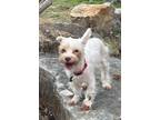 Adopt Bianca a Yorkshire Terrier
