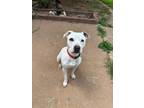 Adopt Trubby a Pit Bull Terrier