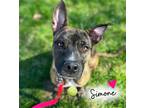 Adopt Simone a Plott Hound, Terrier
