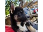Adopt Alicia a Husky, German Shepherd Dog
