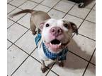 Adopt Paloma a Pit Bull Terrier