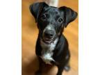 Adopt Munch a Labrador Retriever, German Shorthaired Pointer