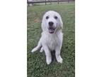 Adopt Murphy a Great Pyrenees, Border Collie